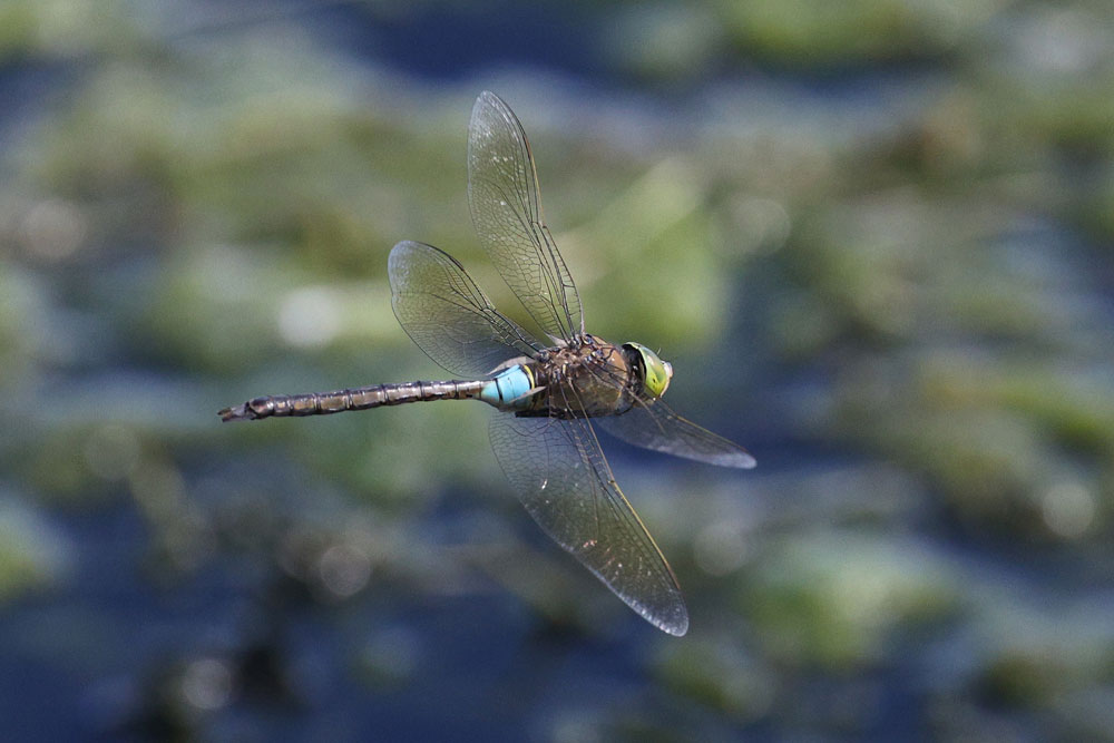Anax_parthenope